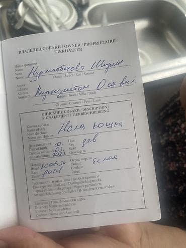 Мышыктар: Ит кууту: Скотиш Фолд (Шотландиялык шалпаң кулак), Ургаачы, 1 жаш, Документтери менен, Эмделген, Ак — 5