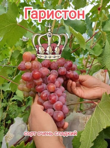 2-летние саженцы винограда. Все сорта винограда на фото исключительно