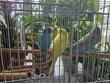 летучая мышь: Волнистые попугаи и декоративные кролики - Волнистые попугаи в — 2