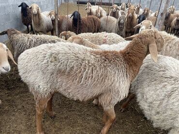 продаю кролов: Продаю | Овца (самка) | Арашан | Для разведения | Матка — 6