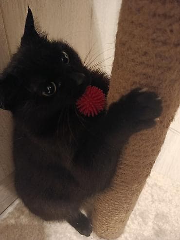 кошка манчкин: Отдаем кошек в добрые руки, прикручены к лотку, спокойные, ласковые — 4