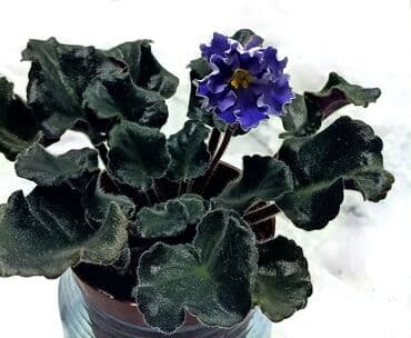 бананы оптом бишкек: В продаже цветущие 🌺🌿🌺 и не цветущие ☘️☘️☘️ стартеры. С 4 по 9 фото — 5