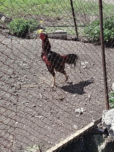 анти лай: Продаю | Петух | Бойцовая | Для разведения — 1