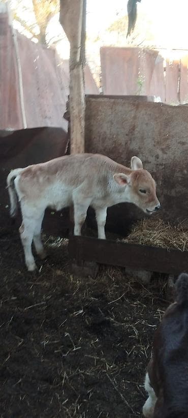 бык цена: Продаю | Музоо, торпок | На откорм | Искусственник — 1