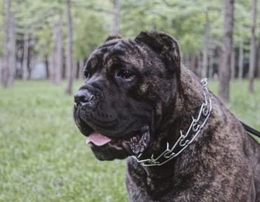 собака домашняя: Вязка: Кане-корсо, Самец, Более 5 лет, С родословной — 10