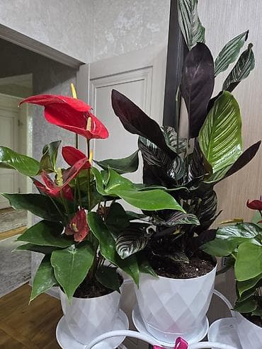 Антуриум (Anthurium andreanum) в декоративном горшке - Сорт с