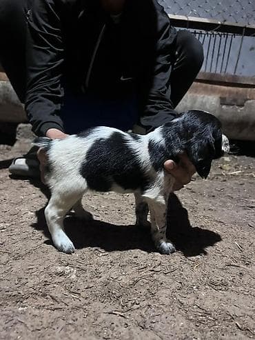 питбуль щенок черный: Щенки английского кокер-спаниеля, черно-белые (пегие/крап) окрасы. - — 10