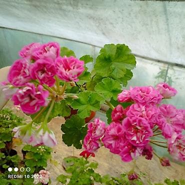 разведение: Пеларгонии (герань зональная) — сортовые кустики в горшках — 1