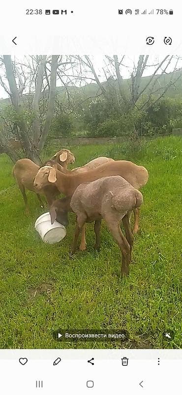 купить кормовых насекомых: Продаю | Ягненок | Арашан | Для разведения | Ярка — 4