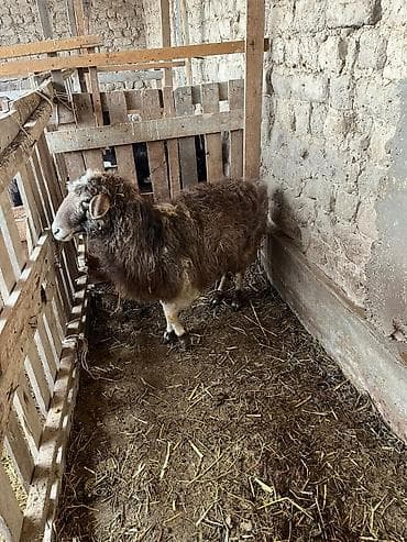 кукуруз продаю: Продаю | Коза (самка) | Для разведения — 7