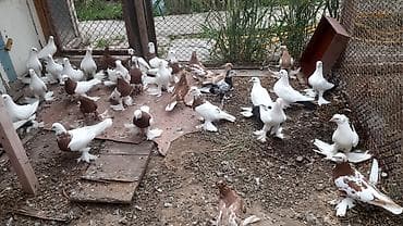 купить орла: Бакинские, по 300 сом. Северокавказский голубь самец 1500 сом. пара — 1