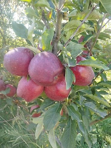 спил деревьев цена: Жемиш багын Оз убагында, туура бутоо Мол тушум Алма бак бутайбыз Ар — 10