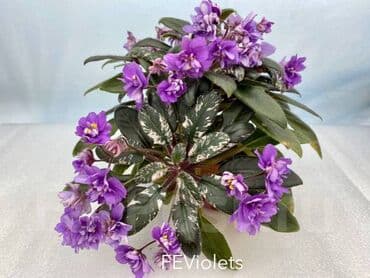 кара семичка: Продаю сортовые, коллекционные фиалки (стандартные, трейлерные,мини и — 29