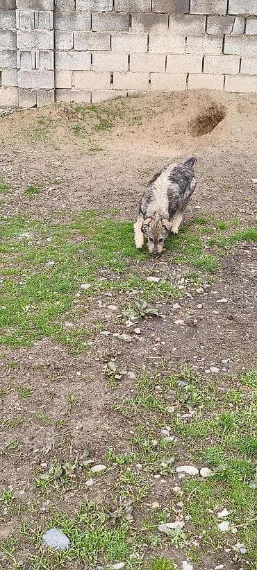 Животные: Собака даром: 4 месяца, Самка — 3