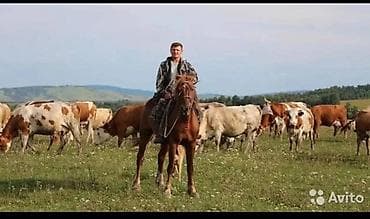 баа: Услуги пастуха/скотовода Уй жайганга малчы керек. Беловодскийге — 1