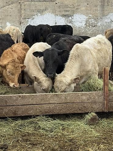 телята торпок: Продаю | Бык (самец) | Полукровка | На откорм — 3