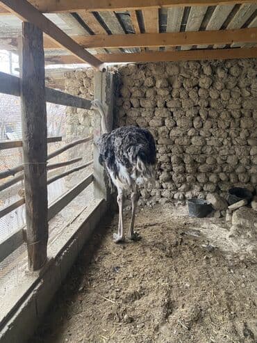 Страус африканский (Savannah/Black African ostrich). - Пол