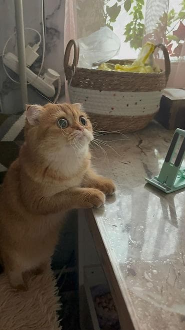 Кошки: Шотландская вислоухая кошка (скоттиш‑фолд), окрас: золотой — 3