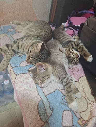 котята дворняжки: Отдам даром! Могу привезти. Котята от домашней кошки. (слева, крупная — 1