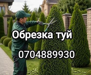 Профессиональная обрезка туй - Формовочная и санитарная стрижка туй