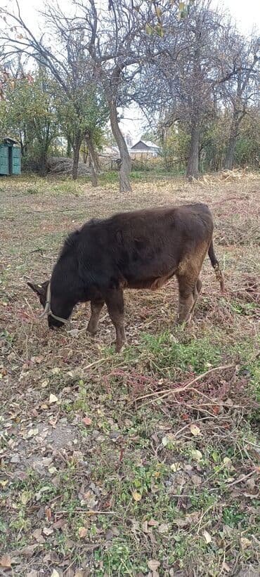 ош индюк: Сатам | Музоо | Бордоп семиртүү үчүн | Байланган — 1