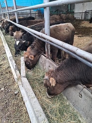 Продам с/х животных: Продаю | Бык (самец) | Швицкая | На откорм | Племенные — 10