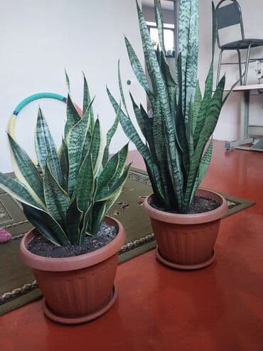 цветок диффенбахия: Сансевьера (щучий хвост) в больших горшках - Два взрослых кустa — 1