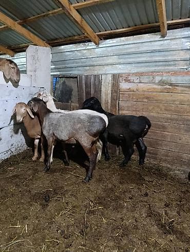 кот для вязки: Продаю | Баран (самец) | Полукровка | На забой — 3
