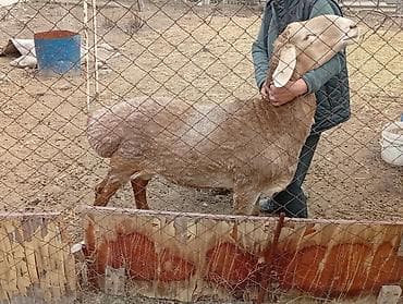 шерсти: Продаю | Баран (самец) | Арашан | Для разведения | Осеменитель — 4