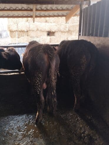 отдам животных в хорошие руки: Продаю | Бык (самец) | На откорм | Привязанные — 1