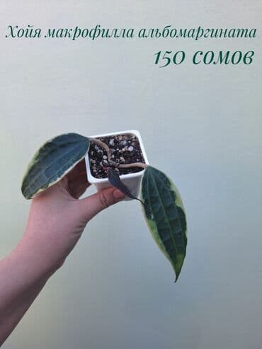 покупка деревьев: ● Комнатные растения (укоренённые черенки, молодые растения, взрослые — 9