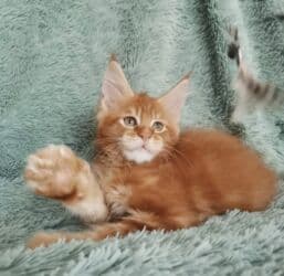 объявления о найденных собаках: Племенные кошки мейн-кун - Порода: мейн-кун, крупный породный тип — 1