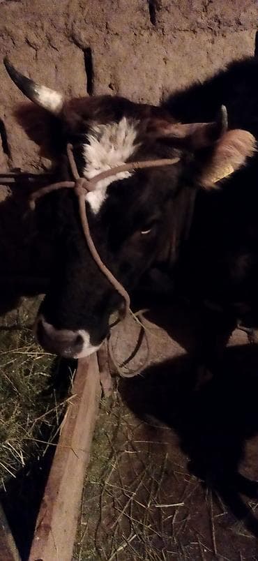 малочный каровы: Продаю | Корова (самка) | Для молока — 4