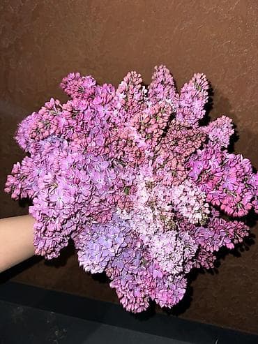 Майрамдык товарлар: КАЛИРОВАНАЯ СИРЕНЬ букет из живой кустовой сирени БУКЕТЫ ПО 800 1000 — 3
