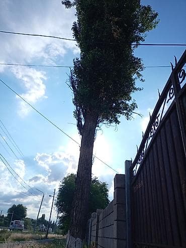 цветы комнатные молочай: Высокорослое дерево вдоль забора - Порода: тополь (пирамидальной — 2
