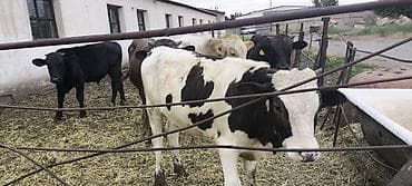 щвиц бычок: Продаю | Бык (самец) | Ангус, Алатауская, Швицкая | Для разведения — 2