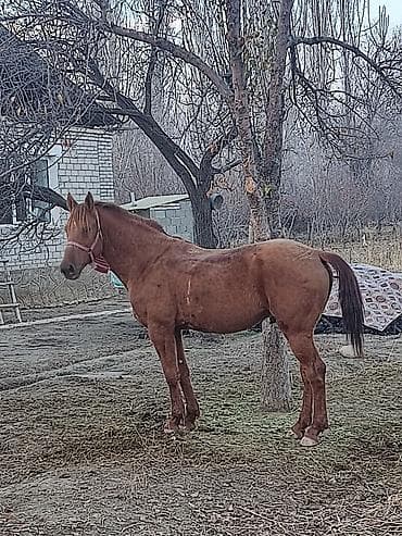 ат сатып алам: Продаю | Жеребец | Арабская — 3