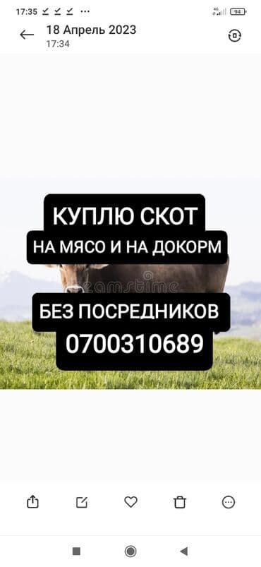 Куплю | Коровы, быки, Лошади, кони | Круглосуточно, Любое состояние, Забитый at lalafo.kg Куплю | Коровы, быки, Лошади, кони | Круглосуточно, Любое состояние, Забитый