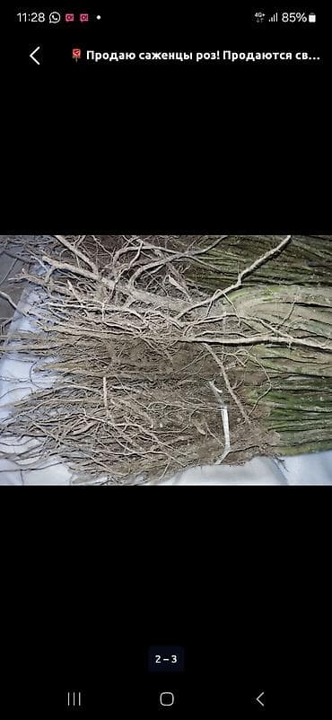 мульча: Саженцы — 4