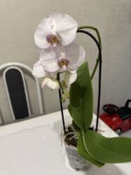 сколько стоят гипсофилы: Орхидеи сортовые в наличии.Цена от 800c-1600с.Бишкек — 4