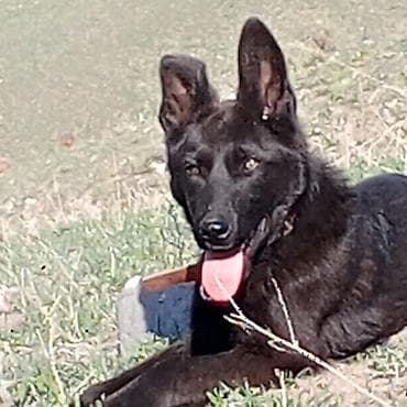 ит овчарка: Собака среднего размера, короткошёрстная, окраса чёрный с лёгким — 1