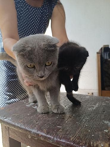 чистокровный тай: Шотландские вислоухие кошки - Порода: Scottish Fold (вислоухие). - — 2
