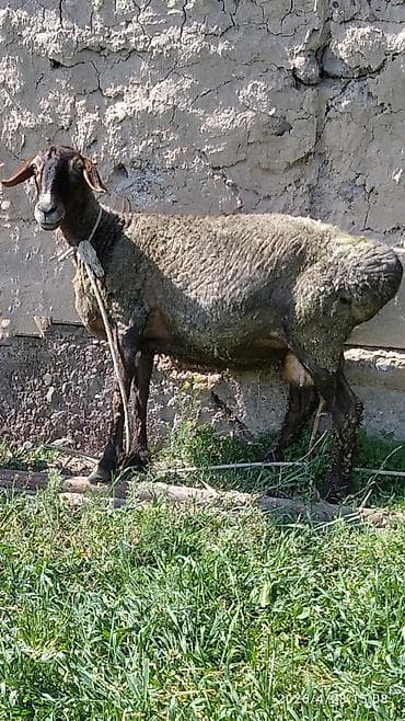 серый великан: Продаю | Овца (самка), Ягненок | Гиссарская, Полукровка, Арашан | Для разведения | Племенные, Матка, Ярка — 1