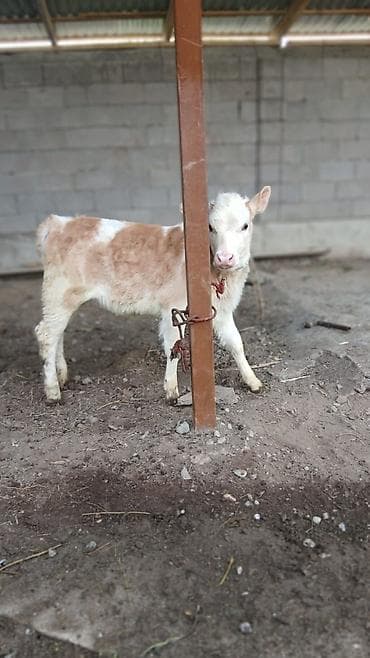 Продаю | Тёлка | Для молока | Привязанные