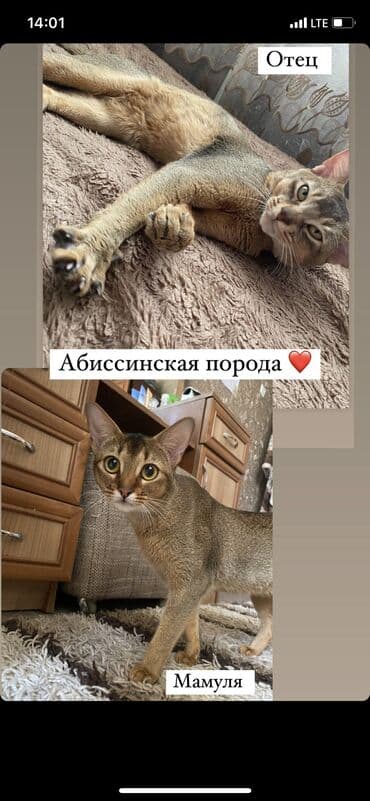купить породистых котят: Абиссинская порода- выставляются на продажу редкие котята чистокровные — 7