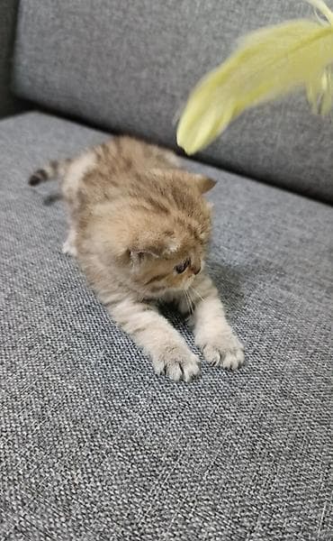 Мышыктар сатылат: ПРОДАЖА.шотландский котенок скотиш страйт в окрасе золотая шиншилла.2 — 3