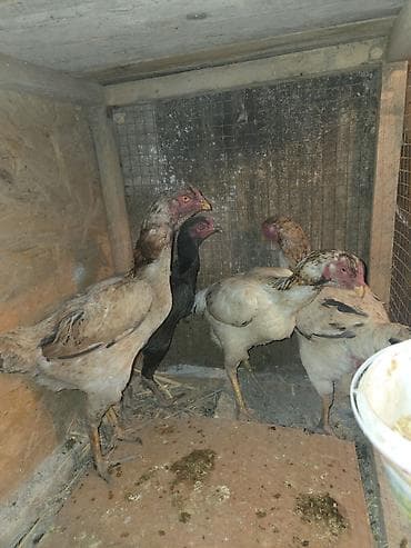 убойный сех: Продаю | Петух | Бойцовая | Для разведения — 3