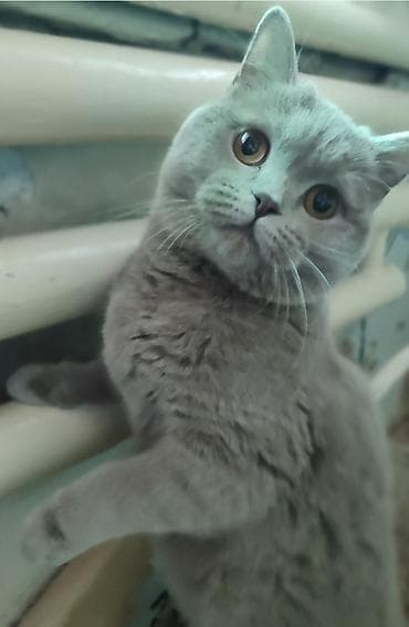 scottish fold: Скотиш Страйт (Шотландская прямоухая), 11 месяцев, Девочка, Лиловый, Приучена к лотку, Проглистована, С прививками — 2