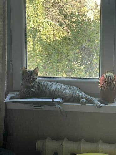 американская короткошёрстная кошка: 10 месяцев, Девочка, Серый, Приучена к лотку — 5