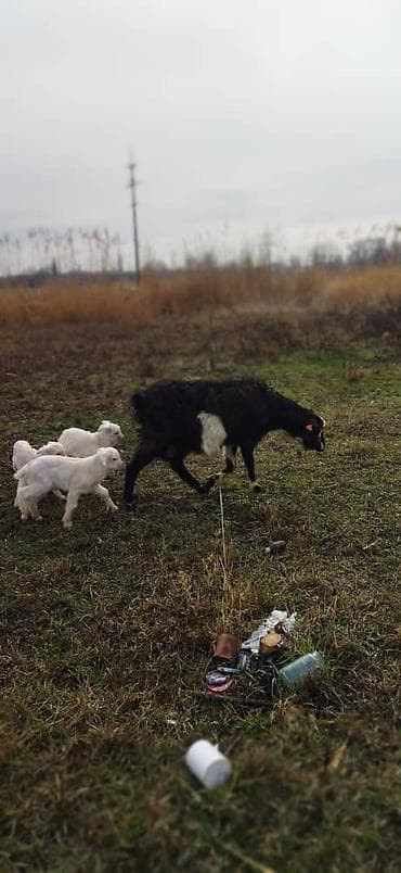 Козы, козлы: Продаю | Коза (самка) | Зааненская | Для разведения | Племенные — 2